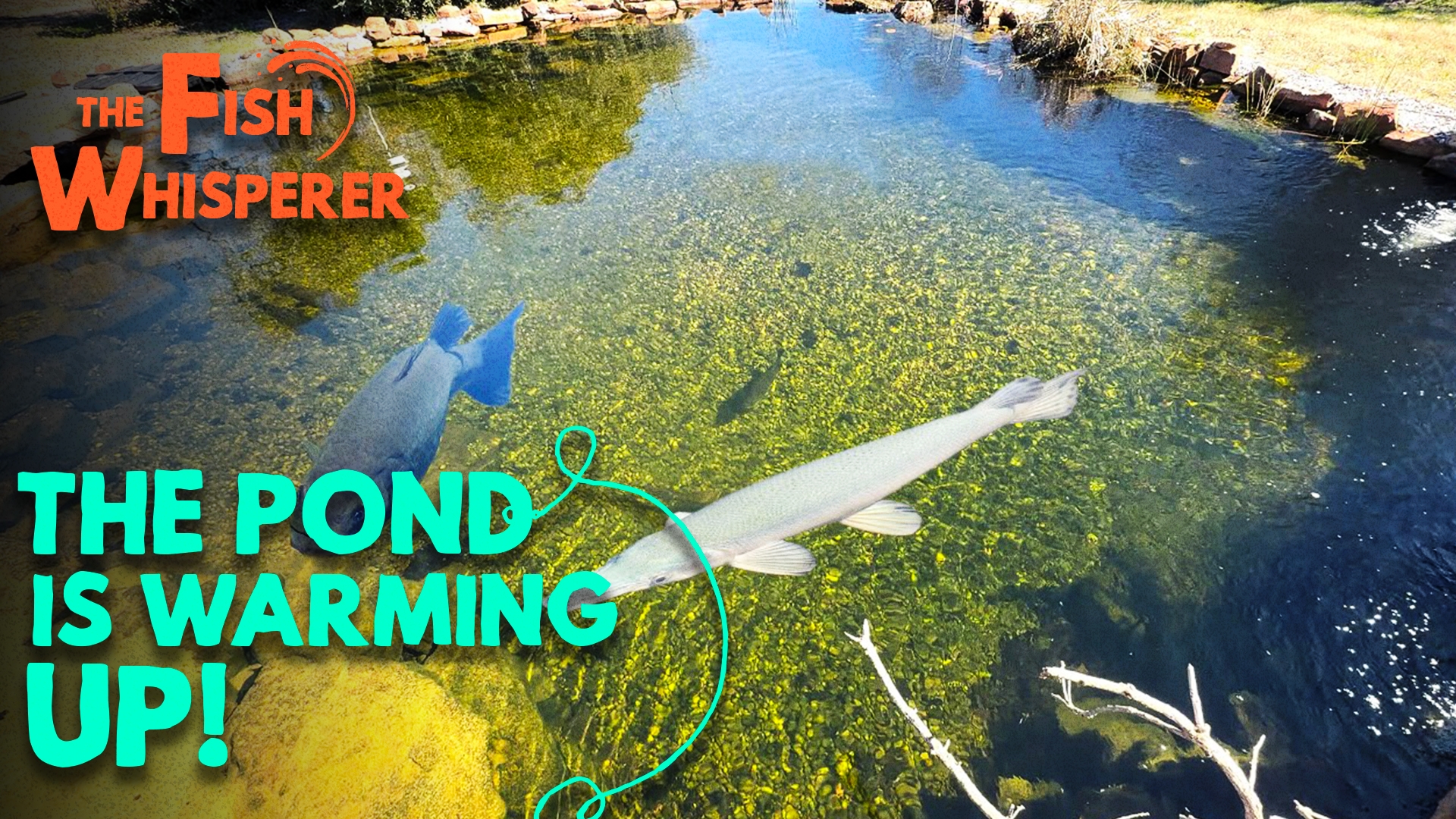 The Pond is Warming Up!
