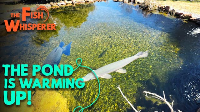 The Pond is Warming Up!