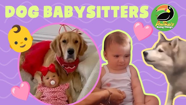 Animals Doing Things | Dog Babysiters