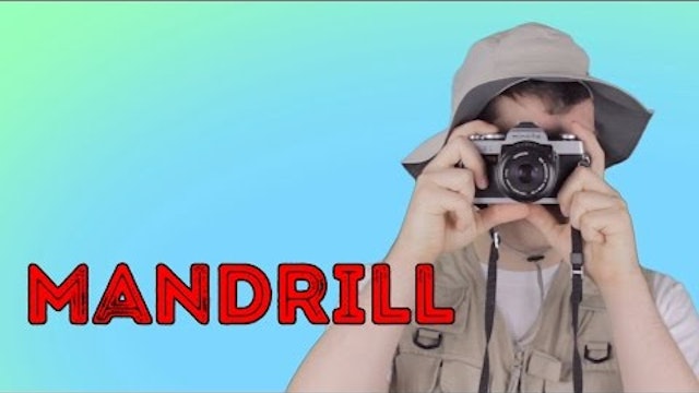 Mandrill - Animal Facts 