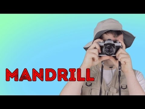 Mandrill - Animal Facts 