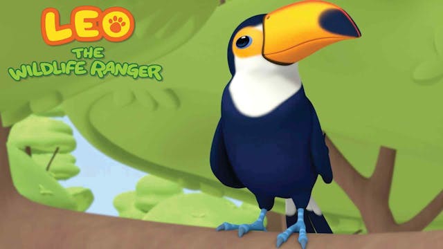 The Toco Toucan