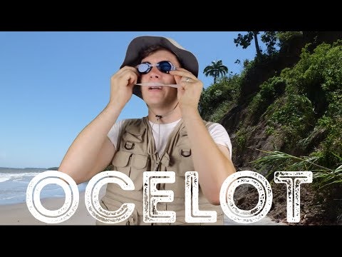 Ocelot - Animal Facts 