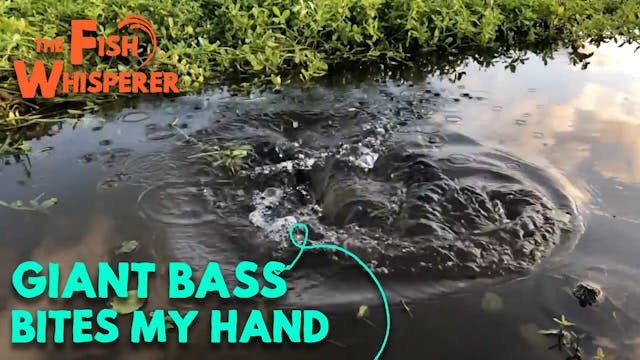 Giant Bass Bites my Hand!