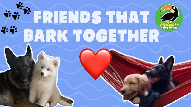 Animals Doing Things | Friends That Bark Together 