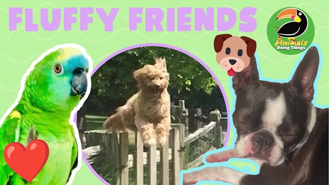 Animals Doing Things | Fluffy Friends