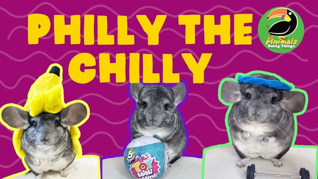 Animals Doing Things | Philly The Chilly