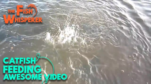 Catfish feeding...Awesome Video!!!!