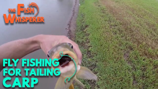 Fly Fishing for Tailing Carp