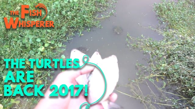 The Turtles Are Back 2017!