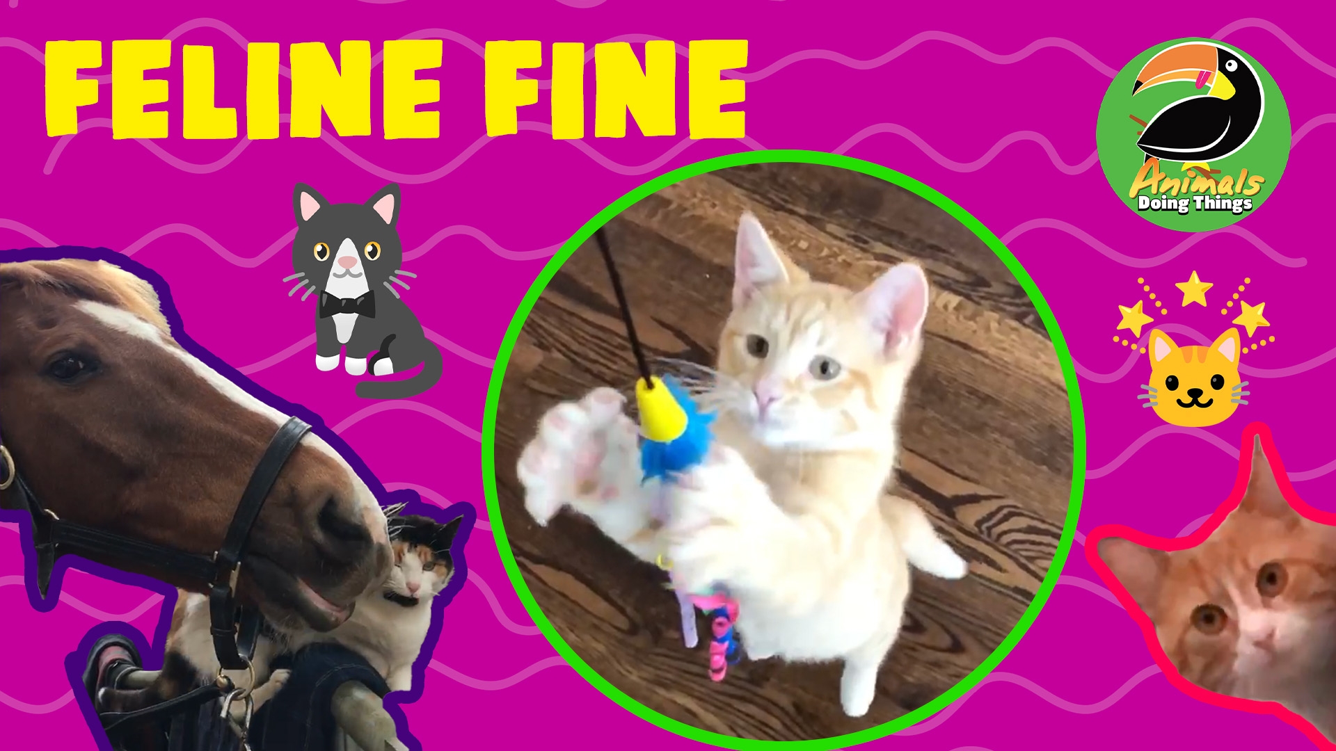 Animals Doing Things | Feline Fine