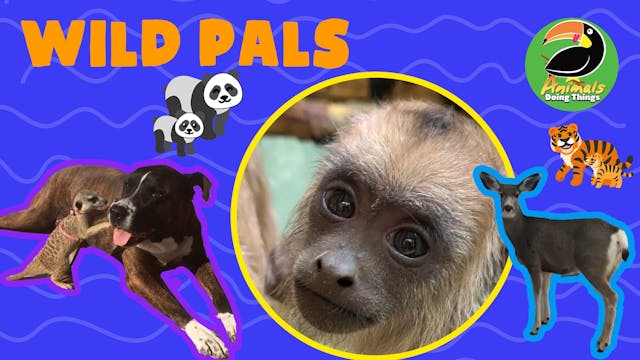 Animals Doing Things | Wild Pals