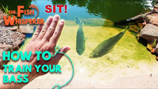 How To Train Your Bass!