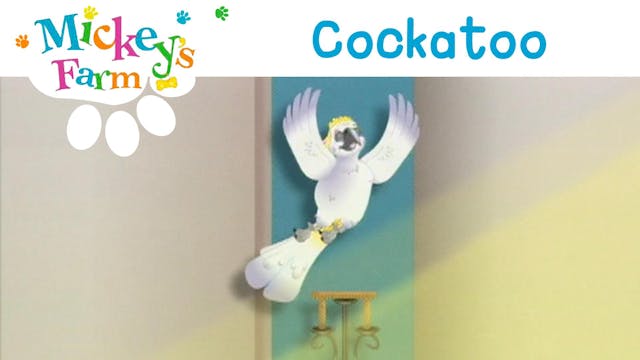 Cockatoo