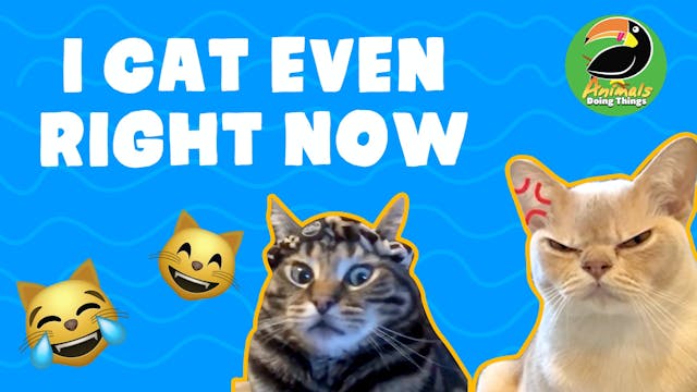 Animals Doings Things | I CATeven