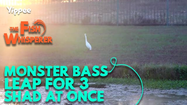 Monster Bass Leap For Three Shad at O...