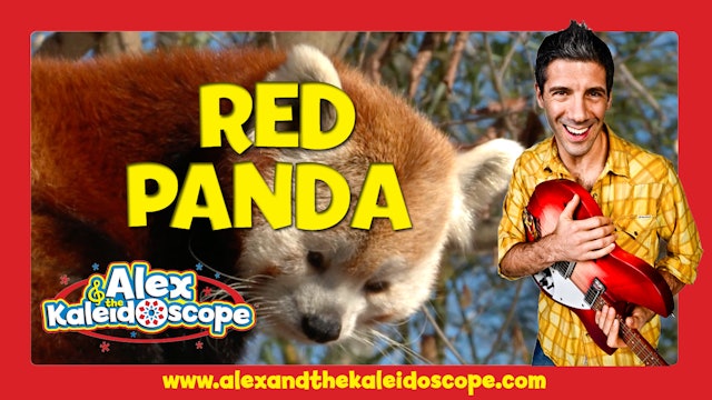 ANIMALS - Red Panda & Snow Leopard
