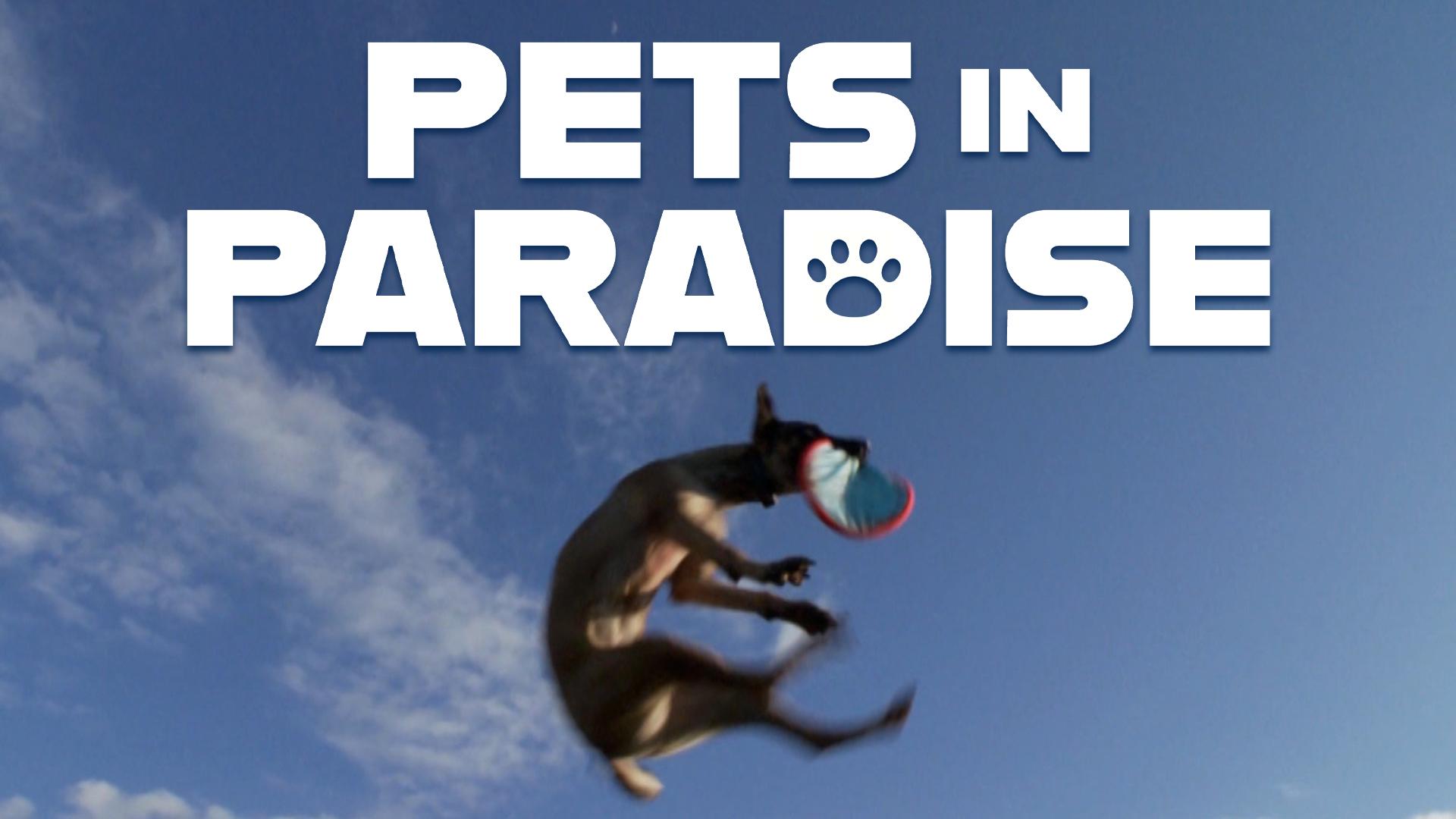 Pets shops in paradise