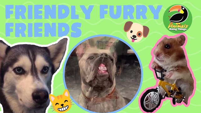 Animals Doing Things | Friendly Furry...