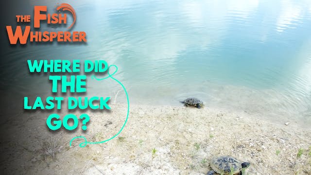 Where Did the Last Duck Go