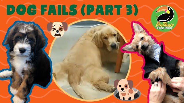 Animals Doing Things | Dog Fails!!- P...