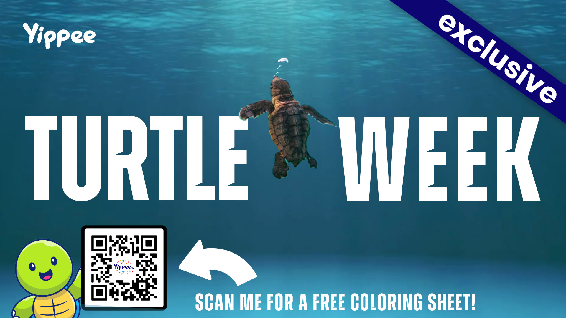 Turtle Week!