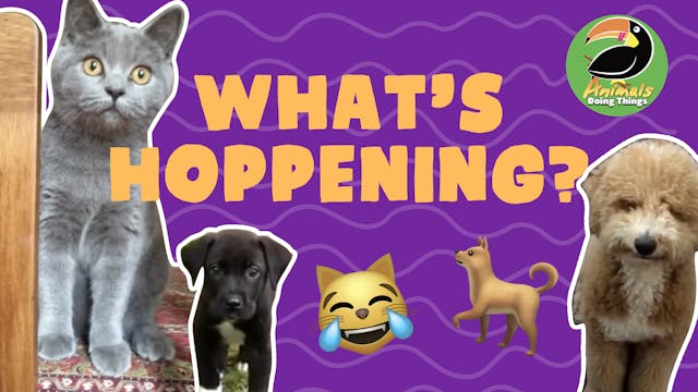 Animals Doing Things | Whats Hoppening 