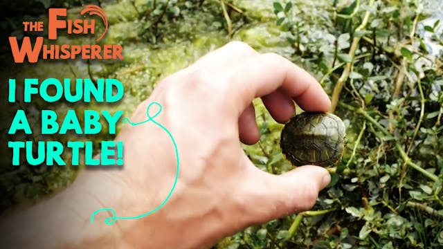 I Found a Baby Turtle!