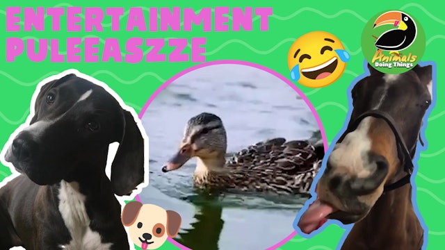 Animals Doing Things | Entertainment Puleeaszze