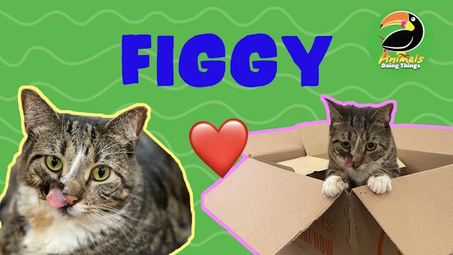 Animals Doing Things | Figgy