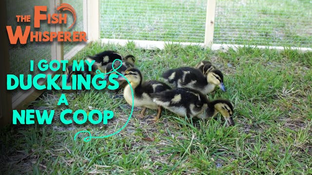 I Got The Ducklings a New Coop!