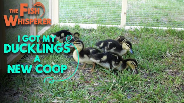I Got The Ducklings a New Coop!