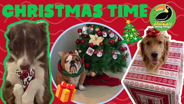 Animals Doing Things | Christmas Time!