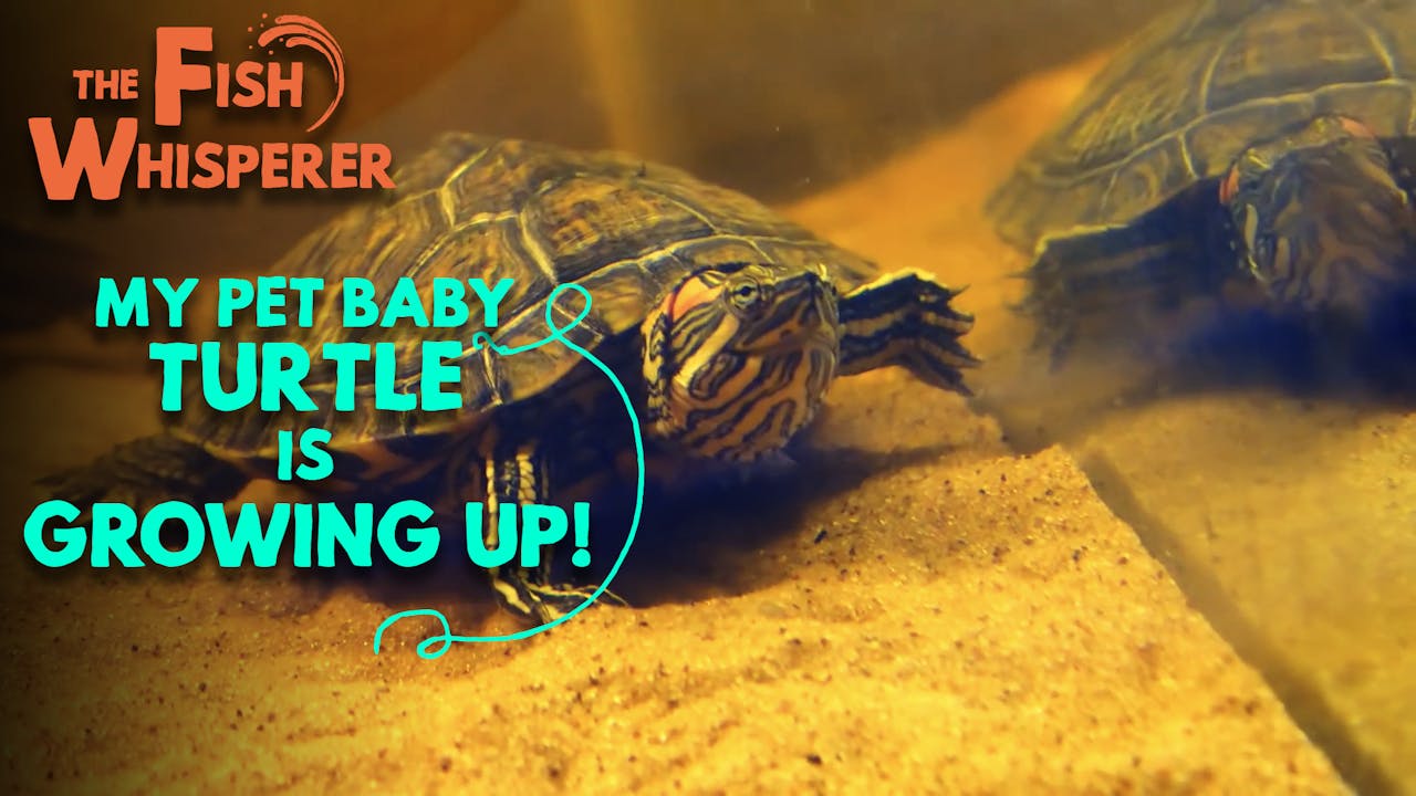 My Pet Baby Turtle is Growing Up! - Yippee - Faith filled shows!