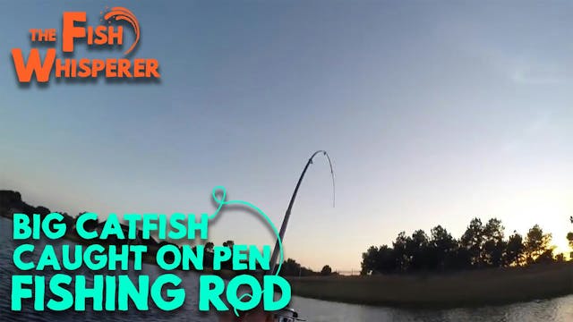 Big Catfish Caught on a Pen Fishing Rod