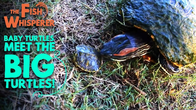Baby Turtles Meet the Big Turtles!