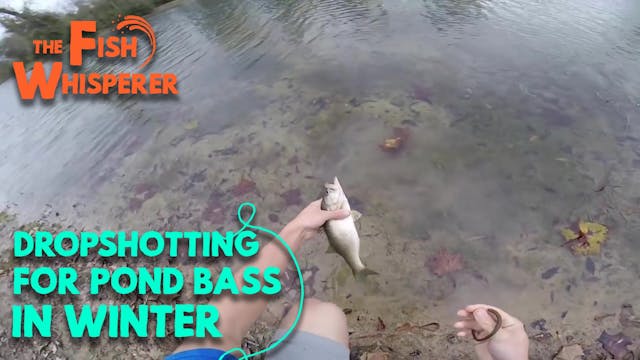 Dropshotting for Pond Bass in Winter