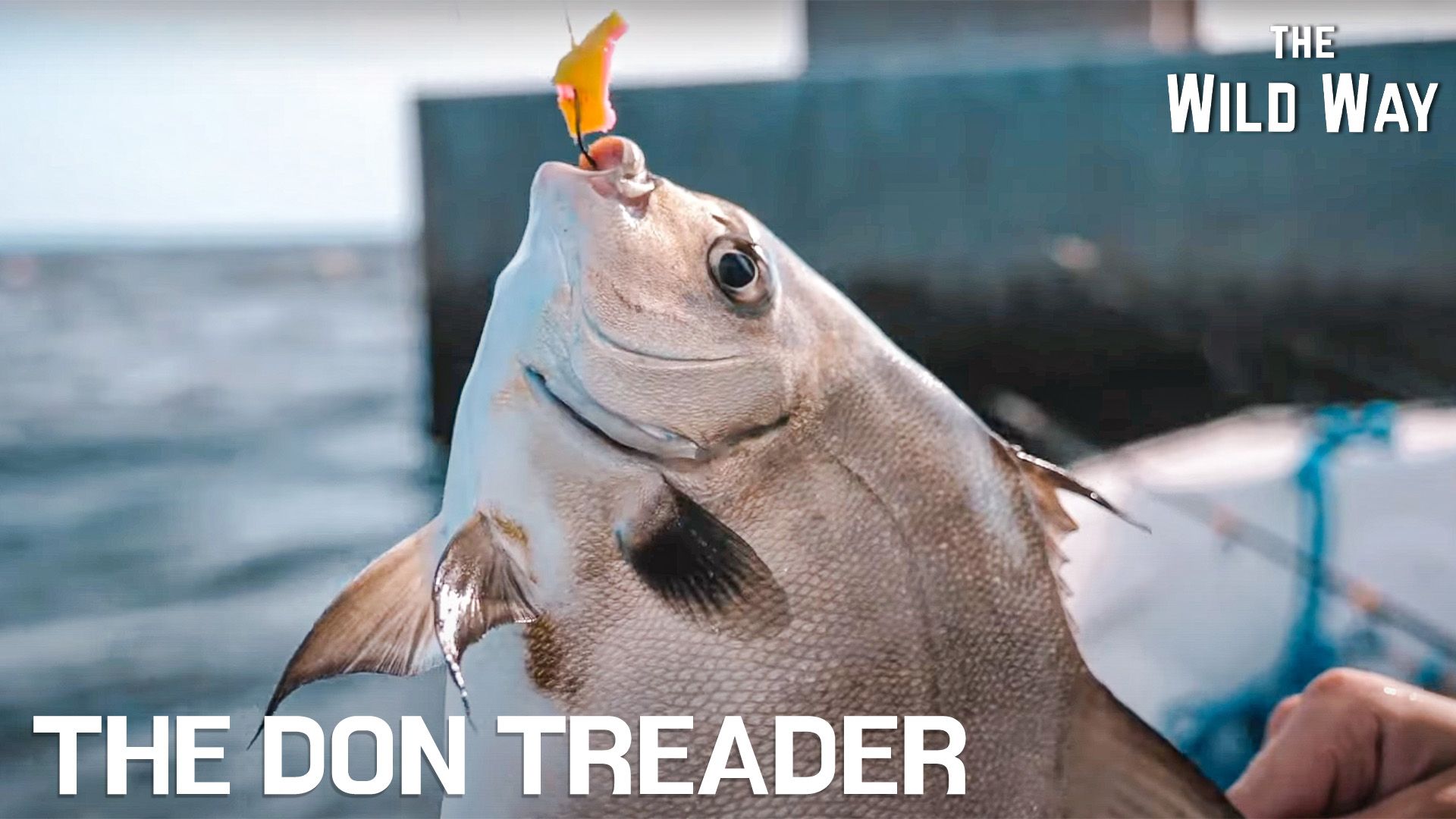 The Wild Way | The Don Treader