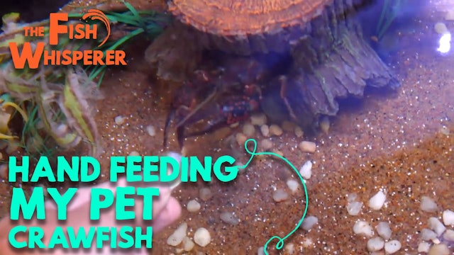 Hand Feeding My Pet Crawfish!