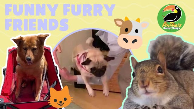 Animals Doing Things | Funny Furry Fr...