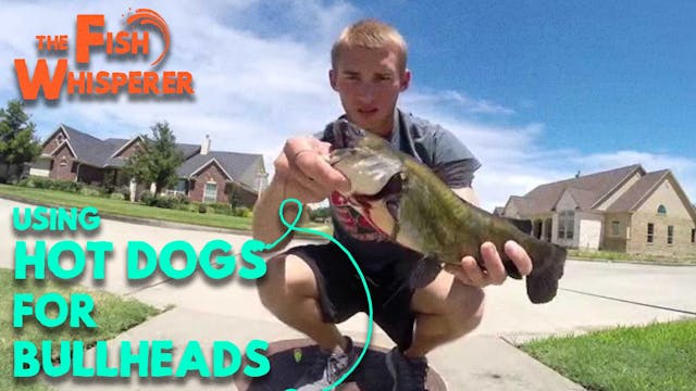 Using Hot Dogs for Bullheads in the S...