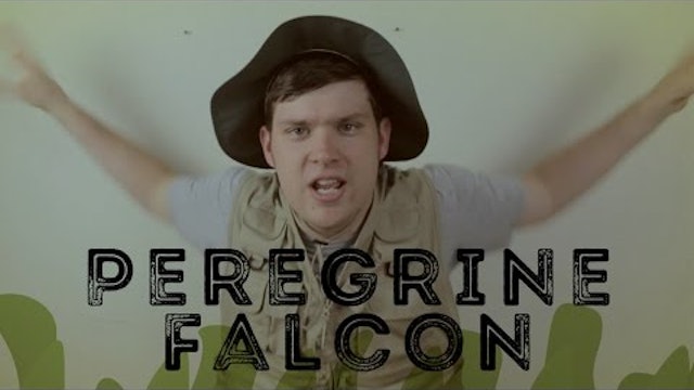 Peregrine Falcon - Animal Facts 