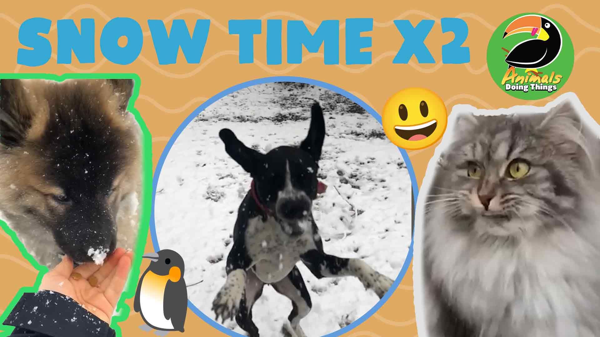 Animals Doing Things | Snow Time x2