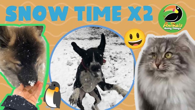 Animals Doing Things | Snow Time x2