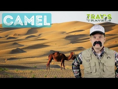 Camel - Animal Facts