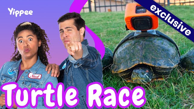 Turtle Race