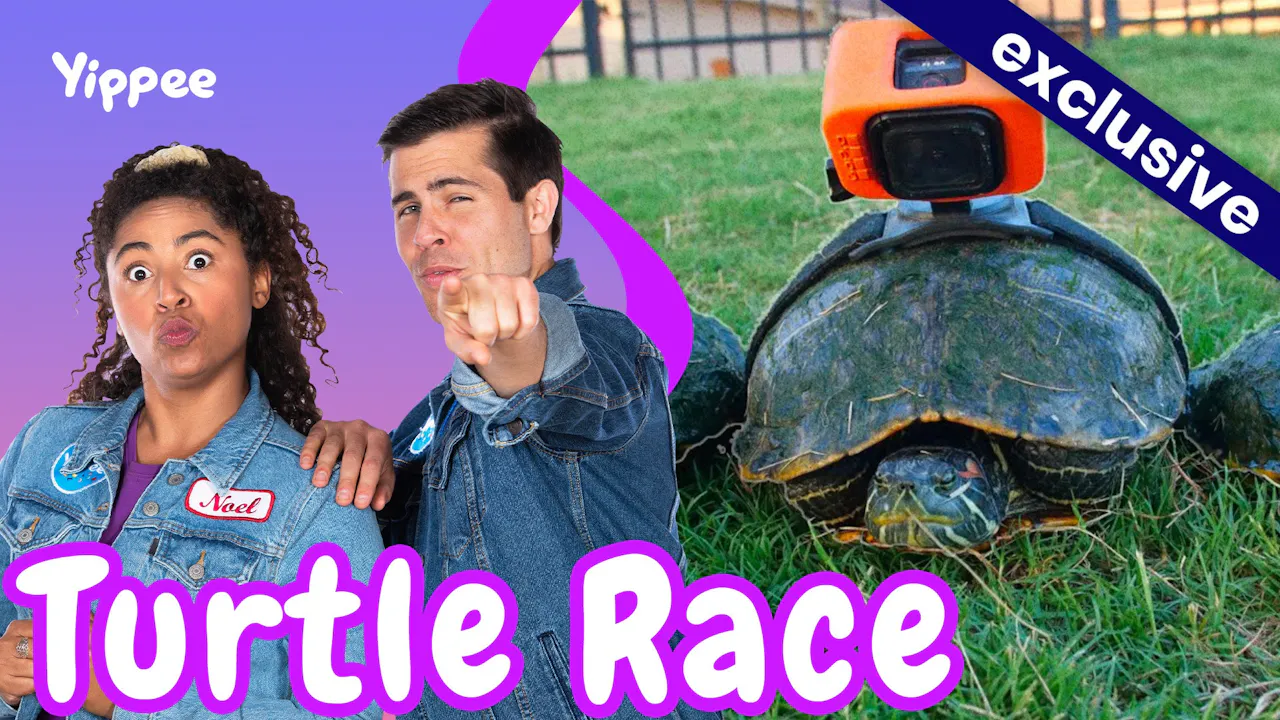 Turtle Race - The Yippee Show - Yippee - Faith filled shows!
