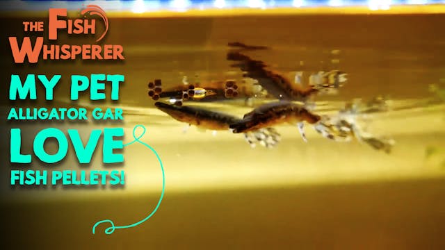 My Pet Alligator Gar Love Fish Pellets!