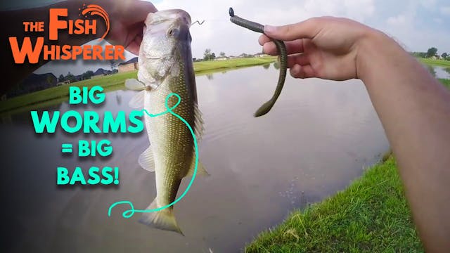 Big Worms = Big Bass!