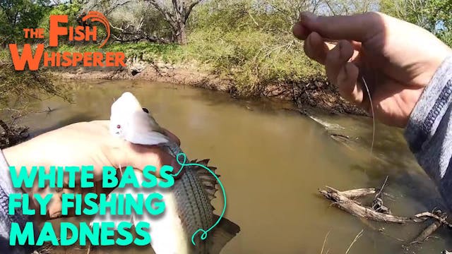 White Bass Fly Fishing Madness!